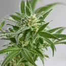 Non-Addictive Cannabis Solution for Chronic Back Pain Revealed in Germany