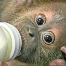 Orangutans Rescued in Thailand After Illegal Trade, Cared for with Baby Bottles