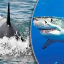 Orca Attacks on Great White Sharks Threaten Species