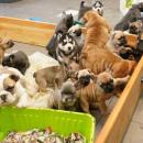 Pathetic: smugglers cram 37 puppies in the car