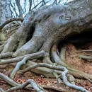 Plants Listen to Their Neighbors via Underground Network