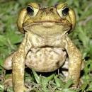 Poisonous giant toad plague floods Florida district
