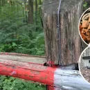 Possible Discovery of Secret Underground Nazi Hangar in German Forest