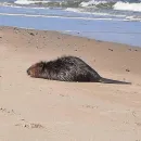 Rare Sighting: Live Beaver Washes Ashore on Bredene Beach