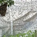 Residents in UK Street Fearful to Leave Homes Due to Swarms of Bees from Neighbor