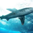 Shark Sighting Near Belgian Border: Swimmers Ordered to Leave Water