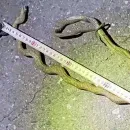Snake Wrapped Around Power Pole Halts Japan's Busiest High-Speed Rail Line