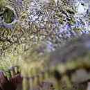 Tourist Attacked by Crocodile While Taking Selfie in Philippine Zoo