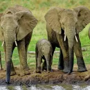 Tourist Trampled to Death by Elephants During Night Walk in Kruger National Park