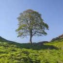 Two Men Found Guilty of Cutting Down Iconic Sycamore Gap Tree in North England