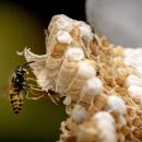Wasp causes kilometers of traffic jam