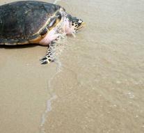 113 dead sea turtles wash in Mexico