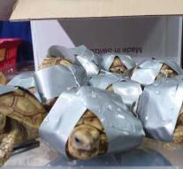 1529 tortoises found alive in Manila suitcases