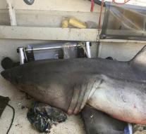 200 kilo shark jumps into fishing boat