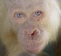 A special blonde orangutan gets the name Alba