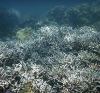 A third of Australia coral death