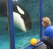 Action group enraged by divorce killer whale Morgan and her calf
