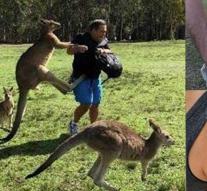 Addicted kangaroos attack tourists