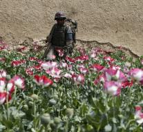 Afghanistan opium production halved
