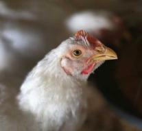Agreement with Ukraine on end of chicken trick