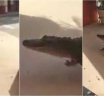 Alligator on the move