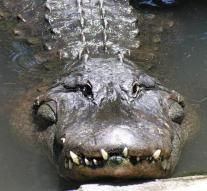 Alligator swims with corpse in his mouth