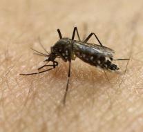 American mosquito suspected of zika transfer