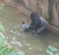 Anger to kill gorillas in zoo