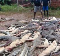 Angry Indonesians kill hundreds of crocodiles