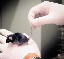 Animal testing worldwide taboo in cosmetics EU
