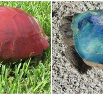 Animals Beulen paints turtles