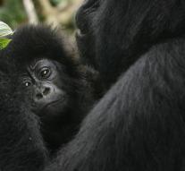 Apes face extinction