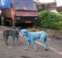 Astonishment of 'smurf dogs'