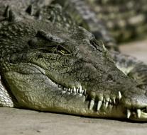 Australia fears crocodile during floods