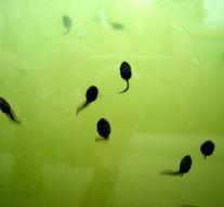Australia opens hunting tadpoles