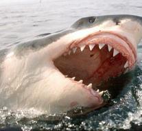 Australia puts drones against shark attacks