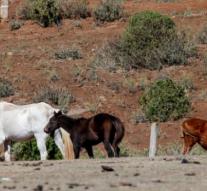 Australian arrested after dead horses