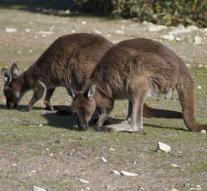 Australian planned 'inflatable kangaroo'