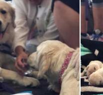 Auxiliary dog ​​gives birth to puppies in the middle of the airport