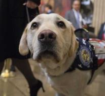 Auxiliary dog ​​Sully Bush has 'new job'