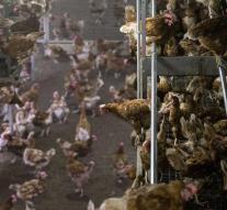 Avian flu is expanding in Germany