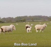 Baa Baa Land: 'The cutest movie ever'