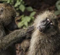 Baboons escape from laboratory