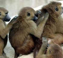 Baboons escaped: eviction Parisian zoo