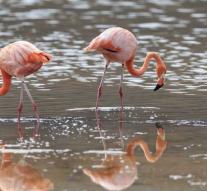 Baby boom flamingos Great Britain in the making