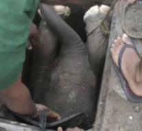 Baby elephant rescued from drain pipe