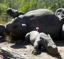 Baby rhinoceros watches over mother who was killed for horn