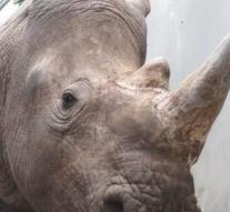 Barbaric act in zoo in Paris: rhino with chainsaw modified