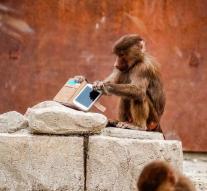 Bavians play with smartphone visitor Zoo Emmen