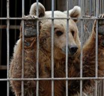 Bear and lion rescued from zoo Mosul